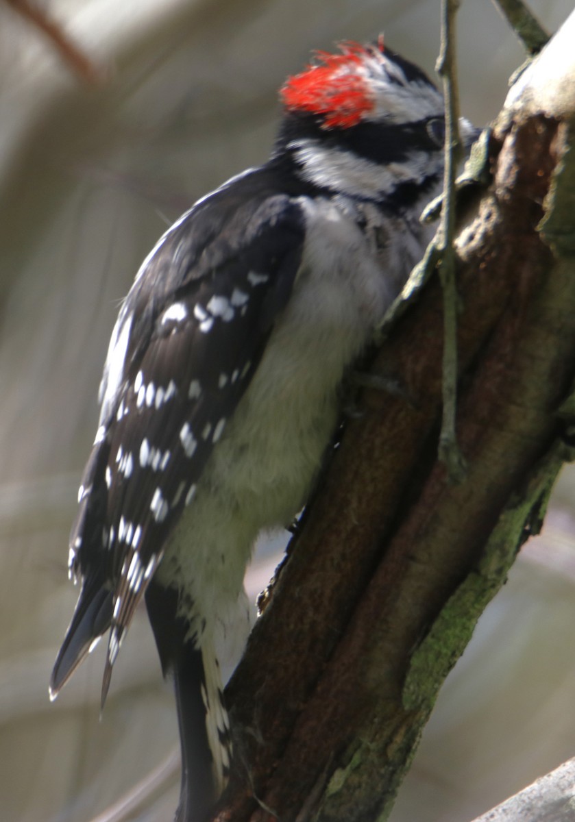 Downy Woodpecker - ML642439486