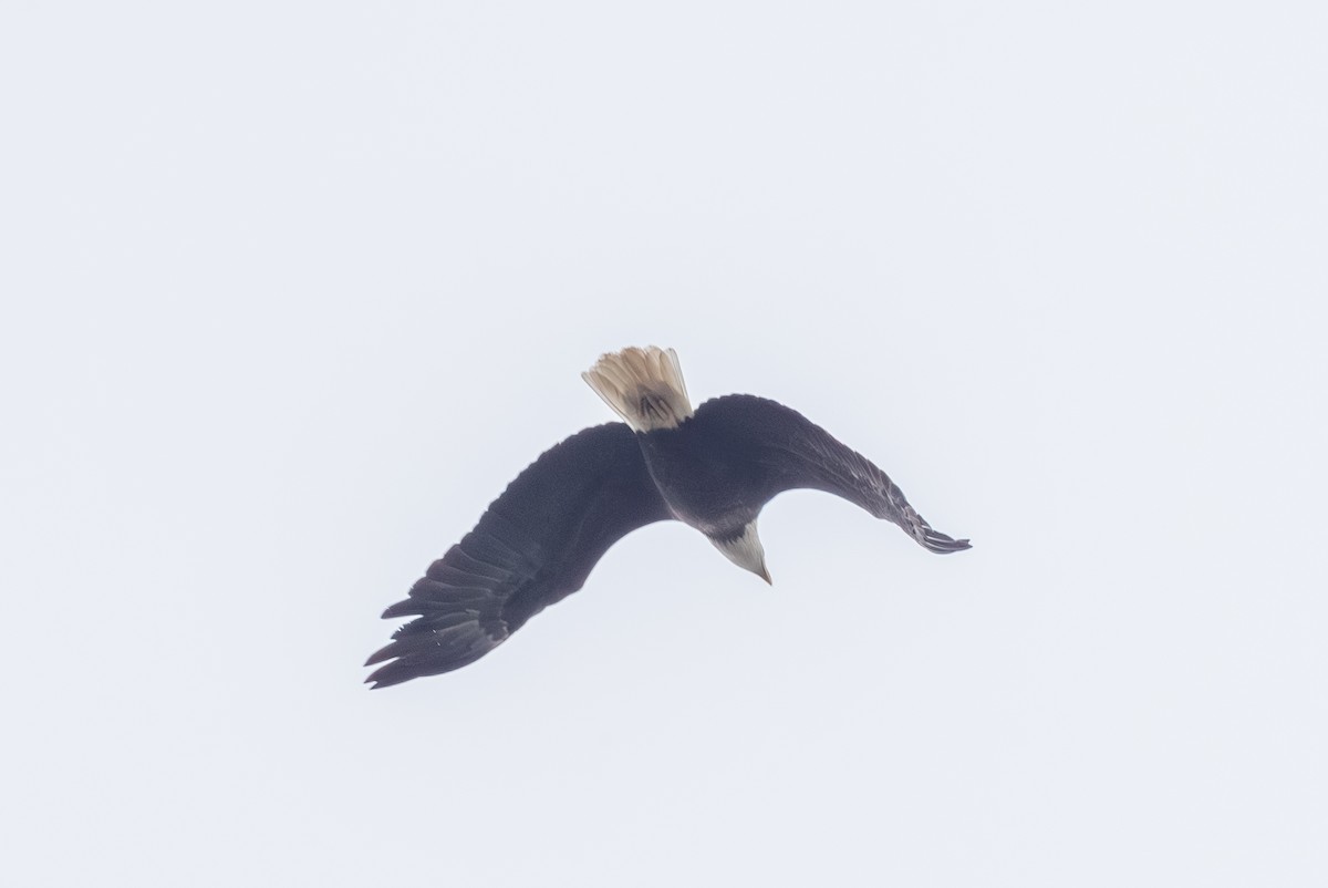 ハクトウワシ - ML642439497