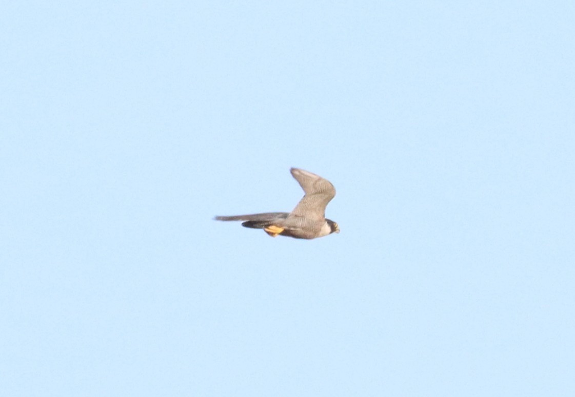 Peregrine Falcon (Australian) - ML642439511