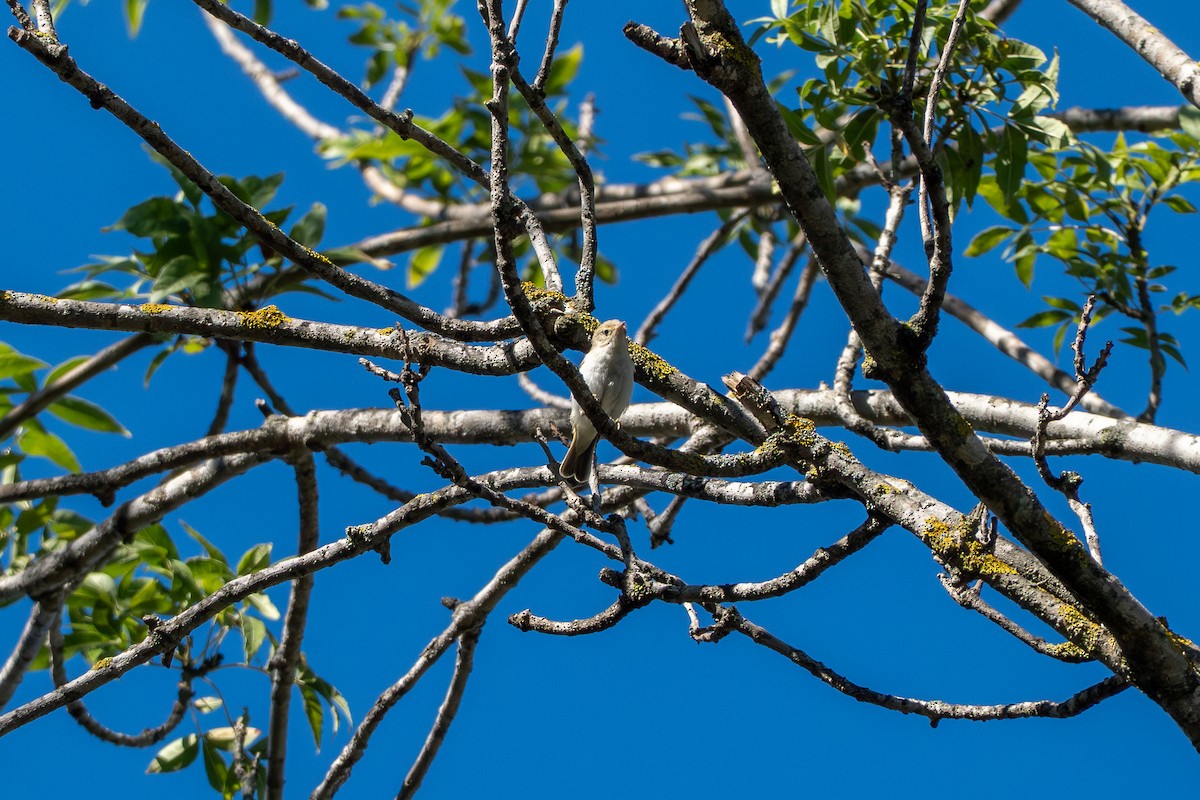 Western Bonelli's Warbler - ML642439516