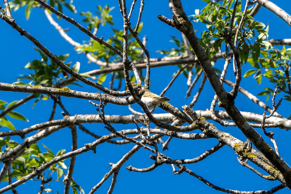 Western Bonelli's Warbler - ML642439521