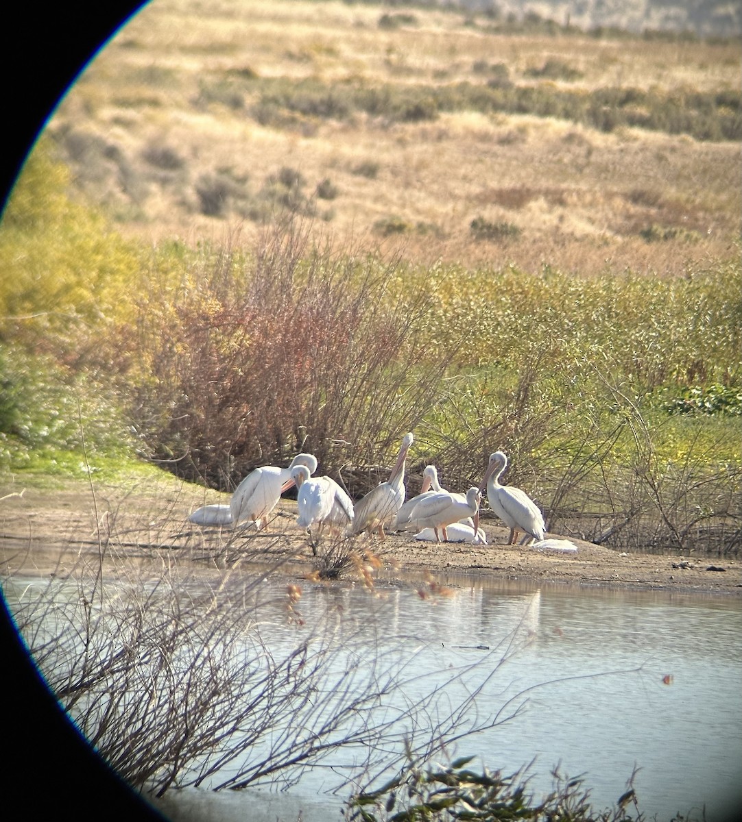 American White Pelican - ML642439526