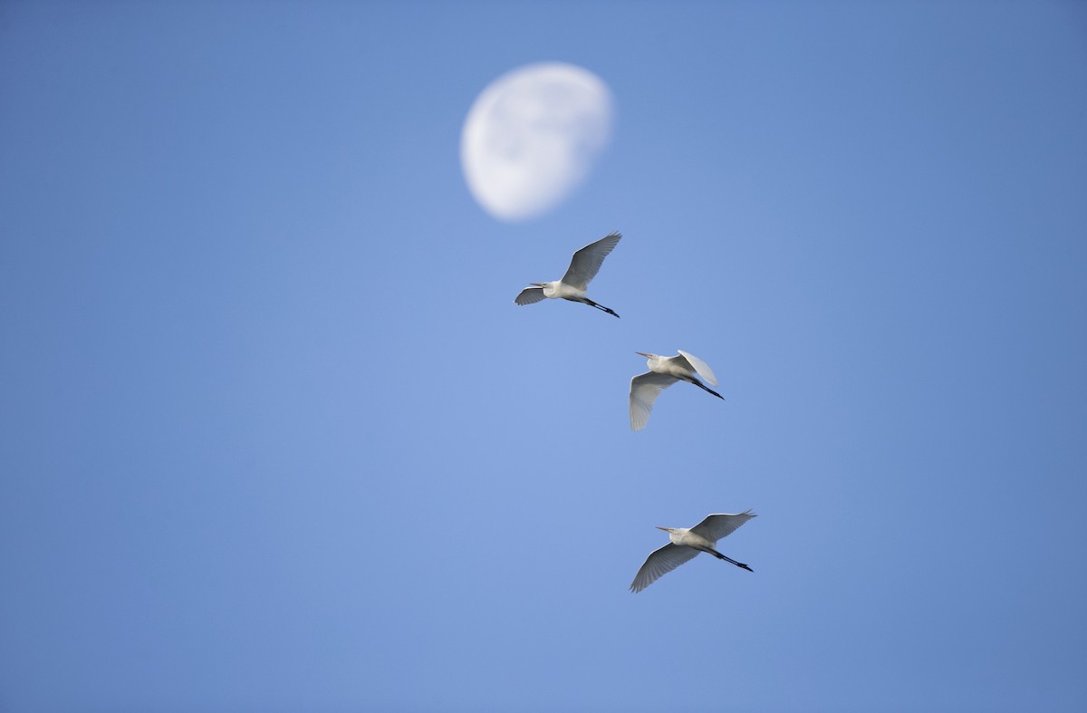 Great Egret - ML642439531