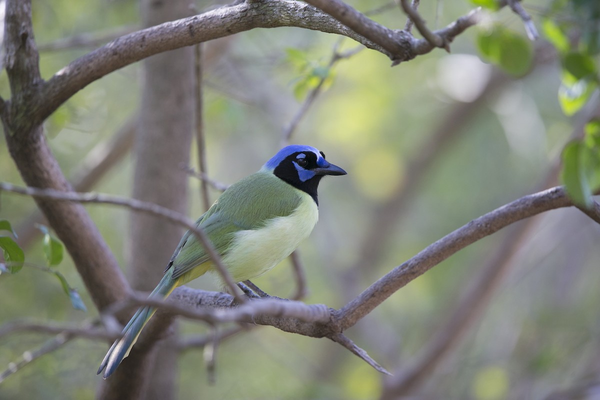 Green Jay - ML642439534