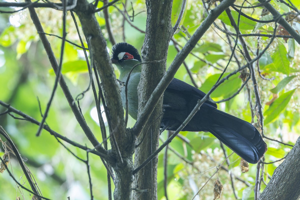 Hartlaub's Turaco - ML642439542