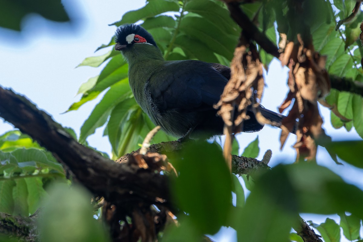 Hartlaub's Turaco - ML642439547