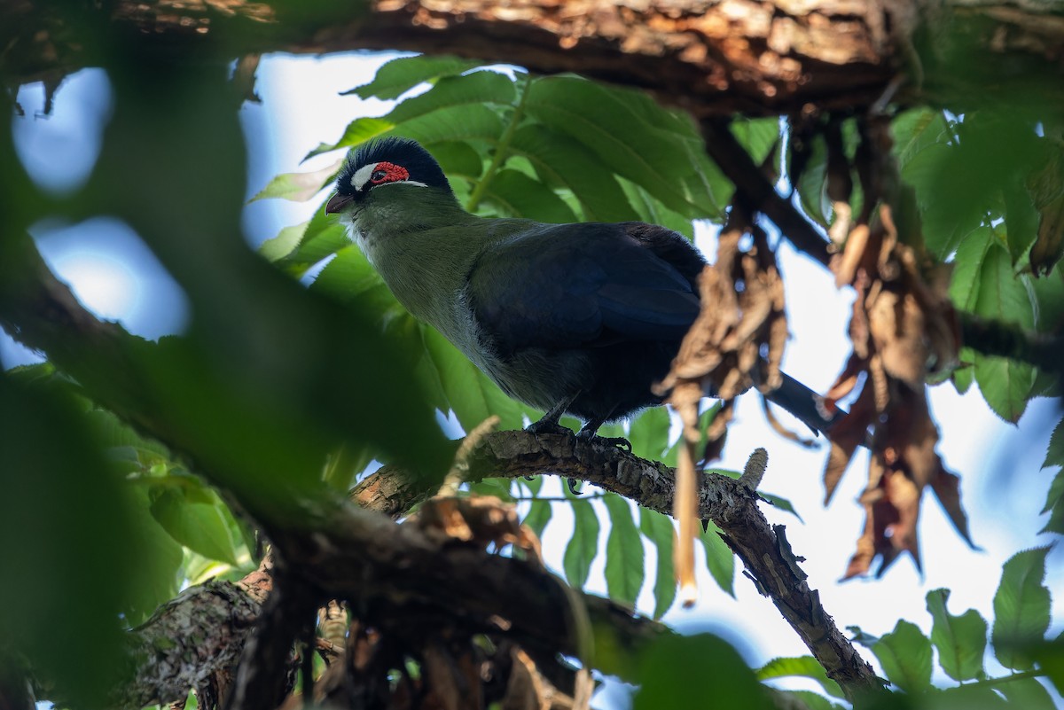 Hartlaub's Turaco - ML642439548