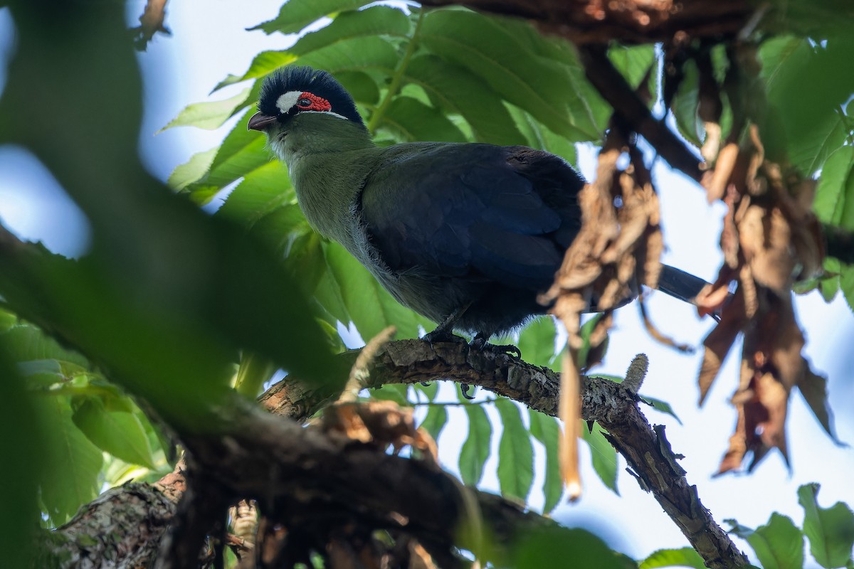 Hartlaub's Turaco - ML642439550