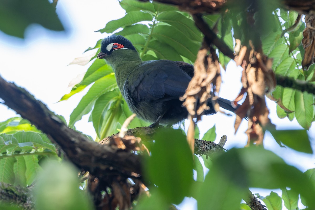 Hartlaub's Turaco - ML642439551