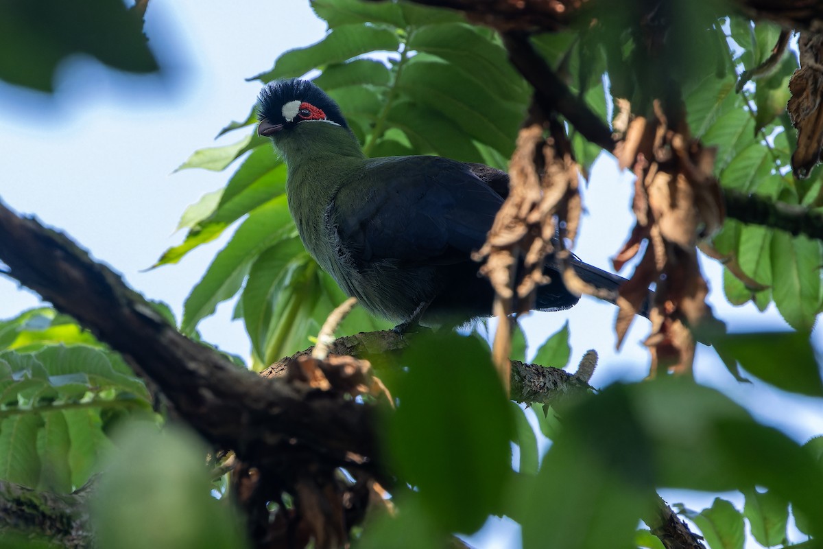 Hartlaub's Turaco - ML642439552