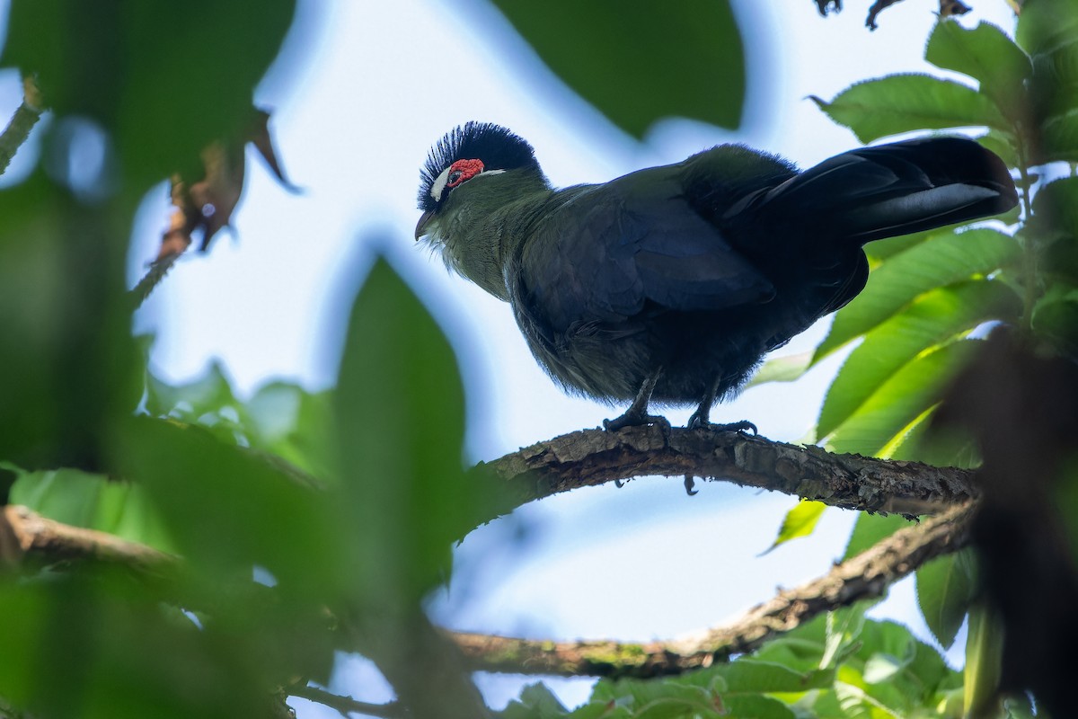 Hartlaub's Turaco - ML642439553