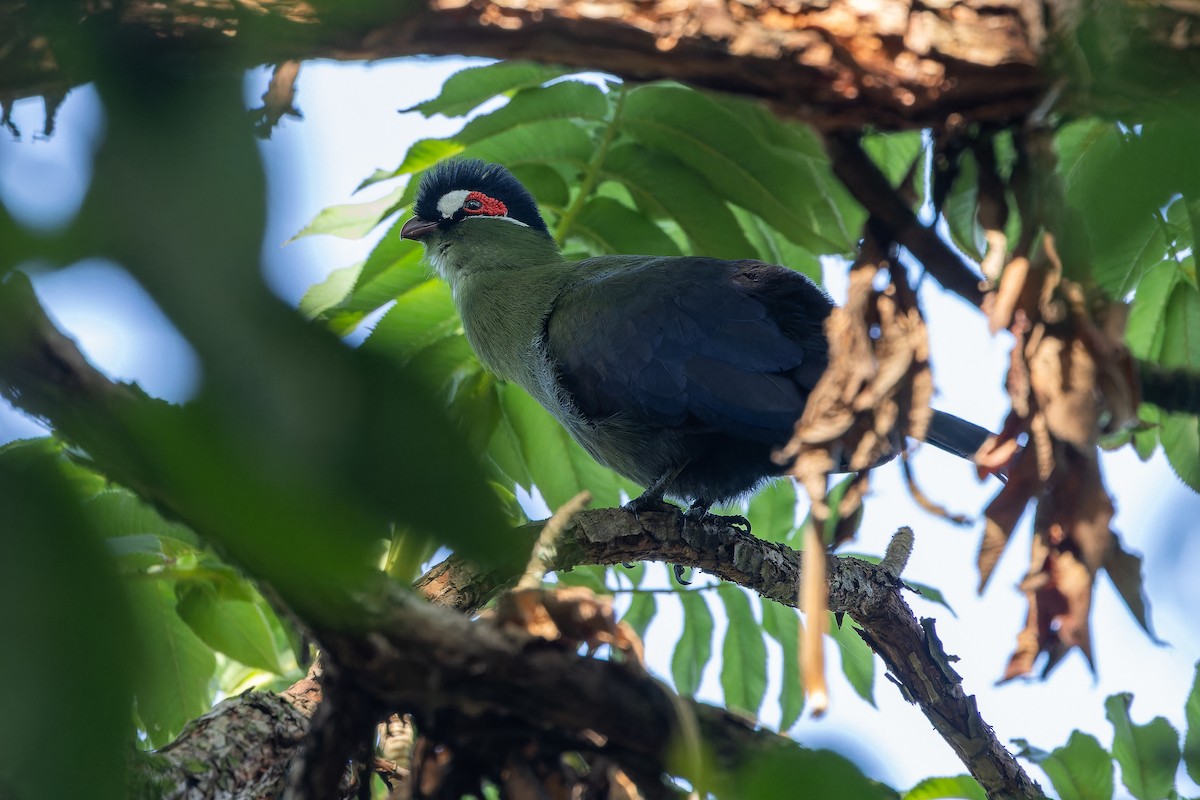 Hartlaub's Turaco - ML642439554