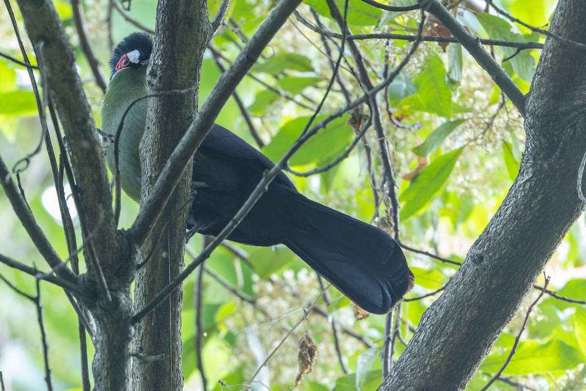 Hartlaub's Turaco - ML642439555