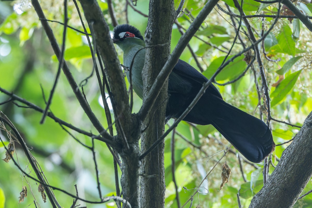 Hartlaub's Turaco - ML642439556
