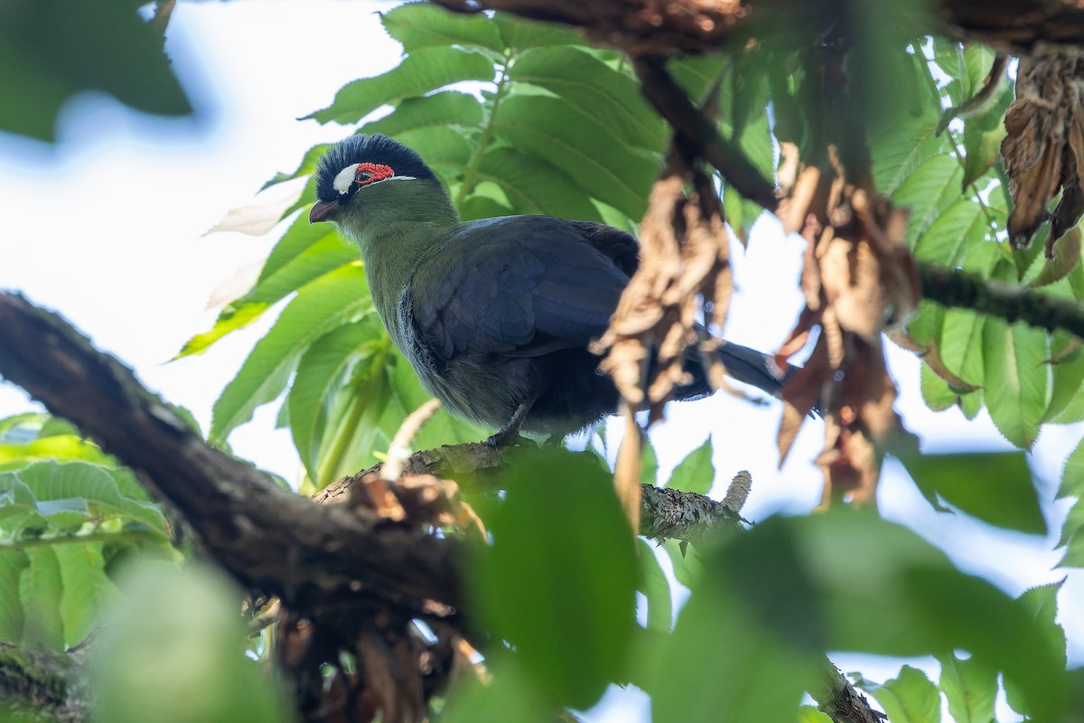 Hartlaub's Turaco - ML642439557