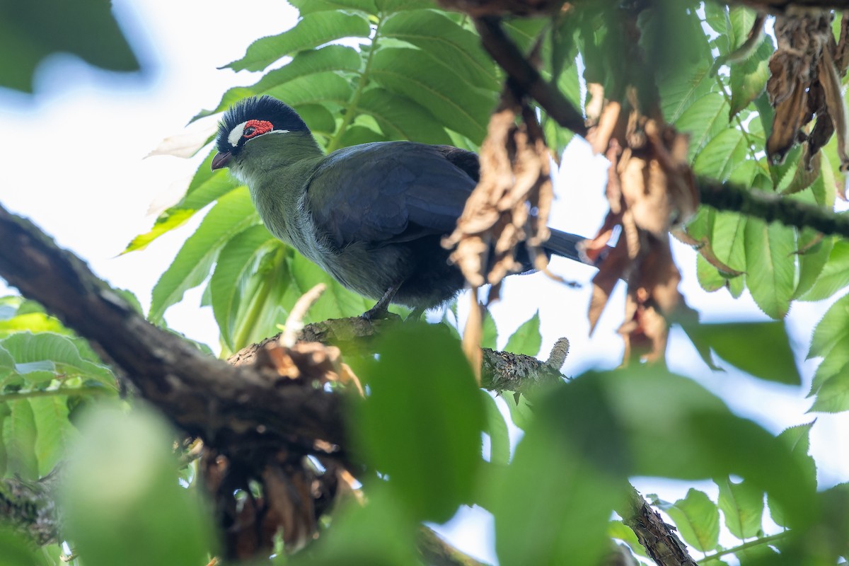 Hartlaub's Turaco - ML642439558