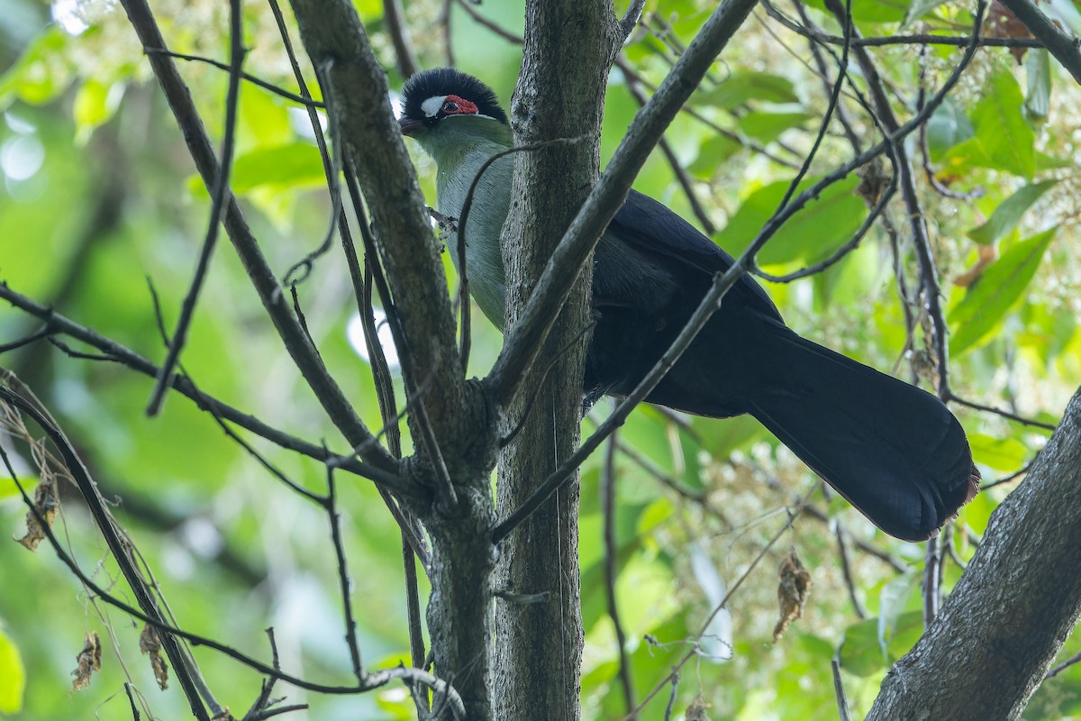 Hartlaub's Turaco - ML642439559