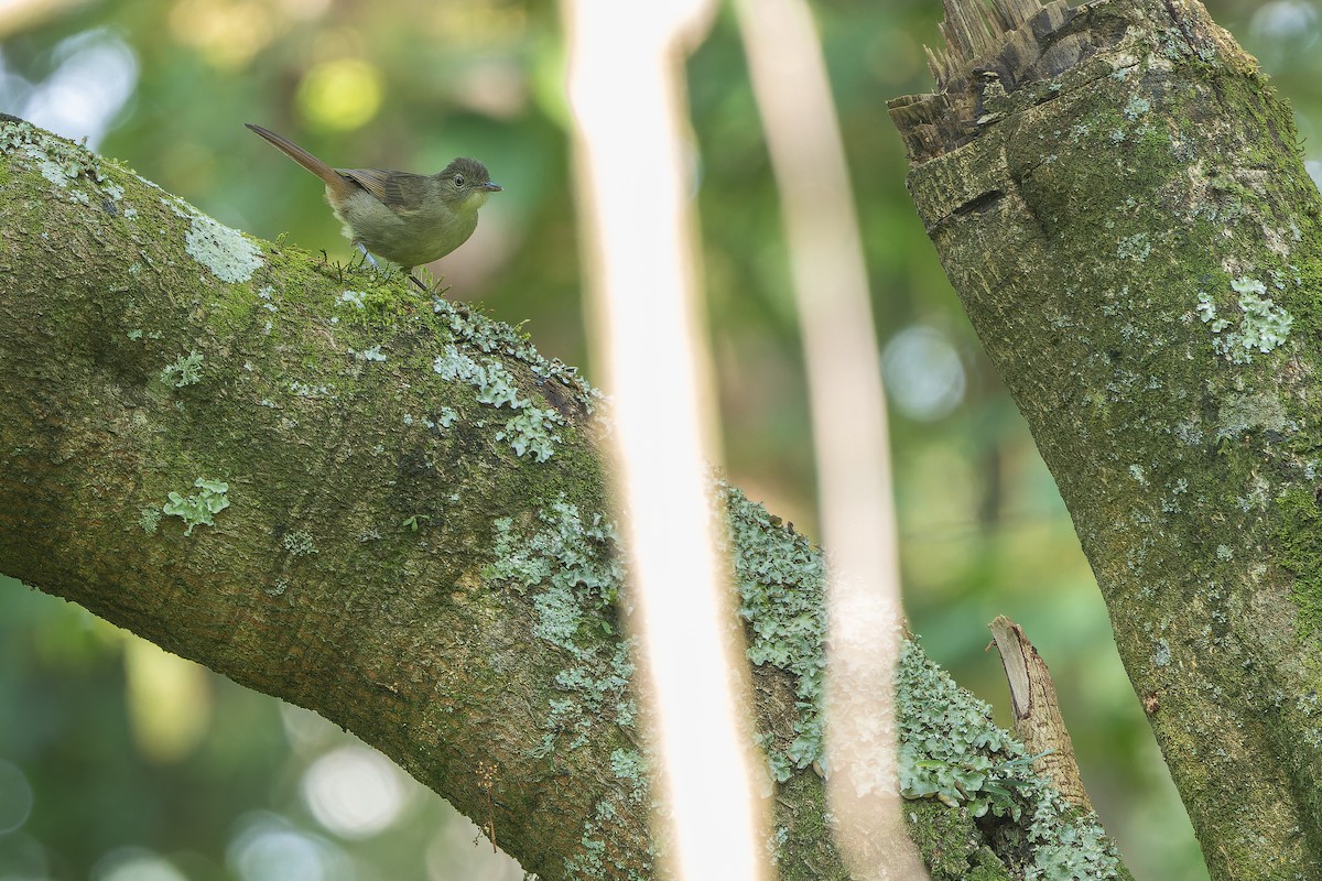 Cabanis's Greenbul (Cabanis's) - ML642439581