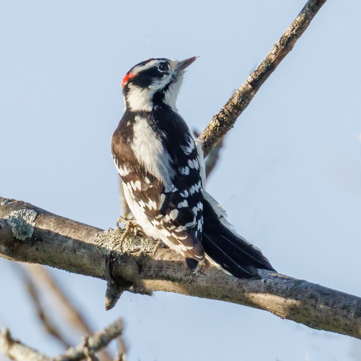 Downy Woodpecker - ML642439586