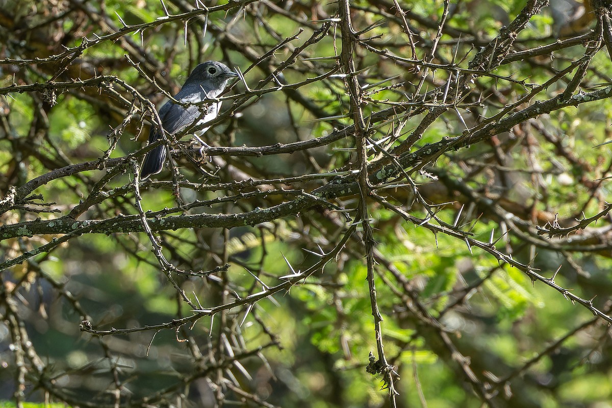 White-eyed Slaty-Flycatcher - ML642439588