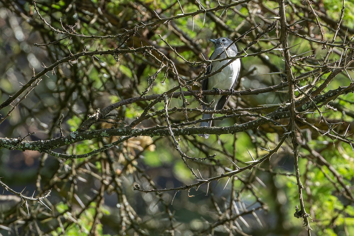 White-eyed Slaty-Flycatcher - ML642439589
