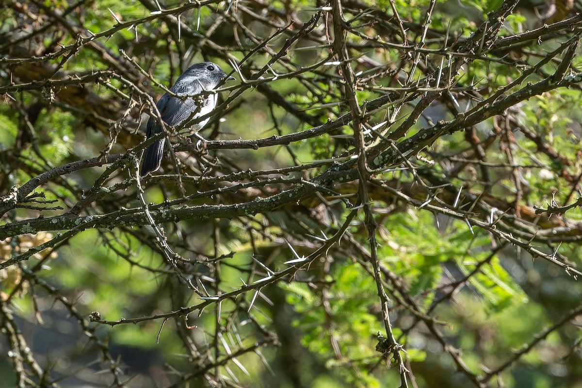 White-eyed Slaty-Flycatcher - ML642439590