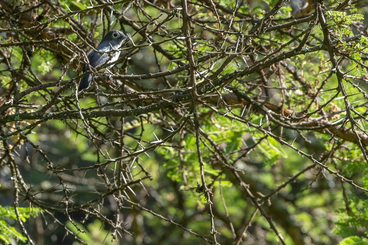 White-eyed Slaty-Flycatcher - ML642439591