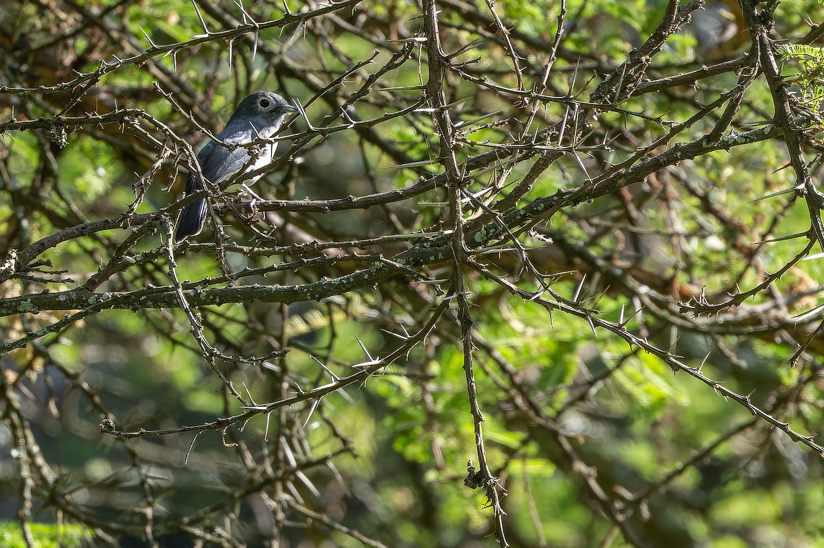 White-eyed Slaty-Flycatcher - ML642439592