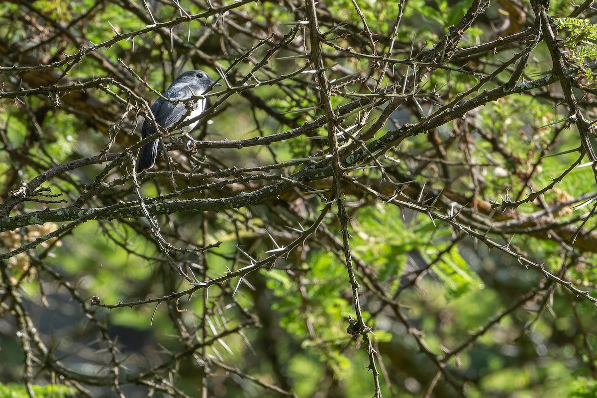 White-eyed Slaty-Flycatcher - ML642439593