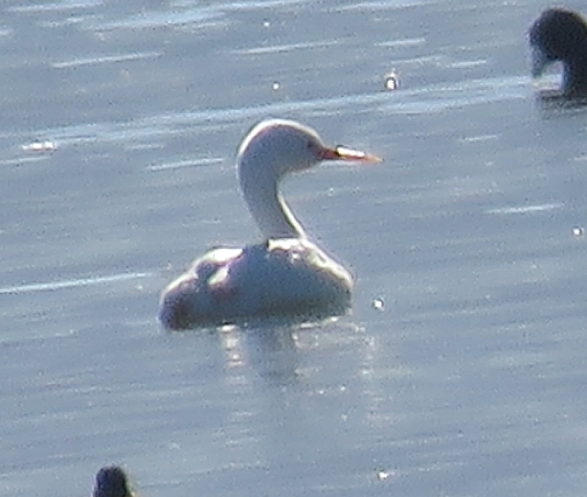 Western Grebe - ML642439595