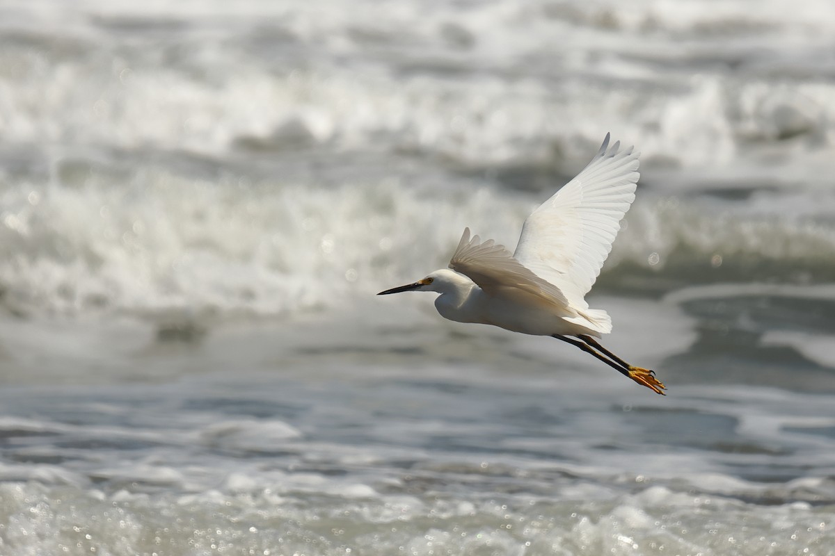 Snowy Egret - ML642439597