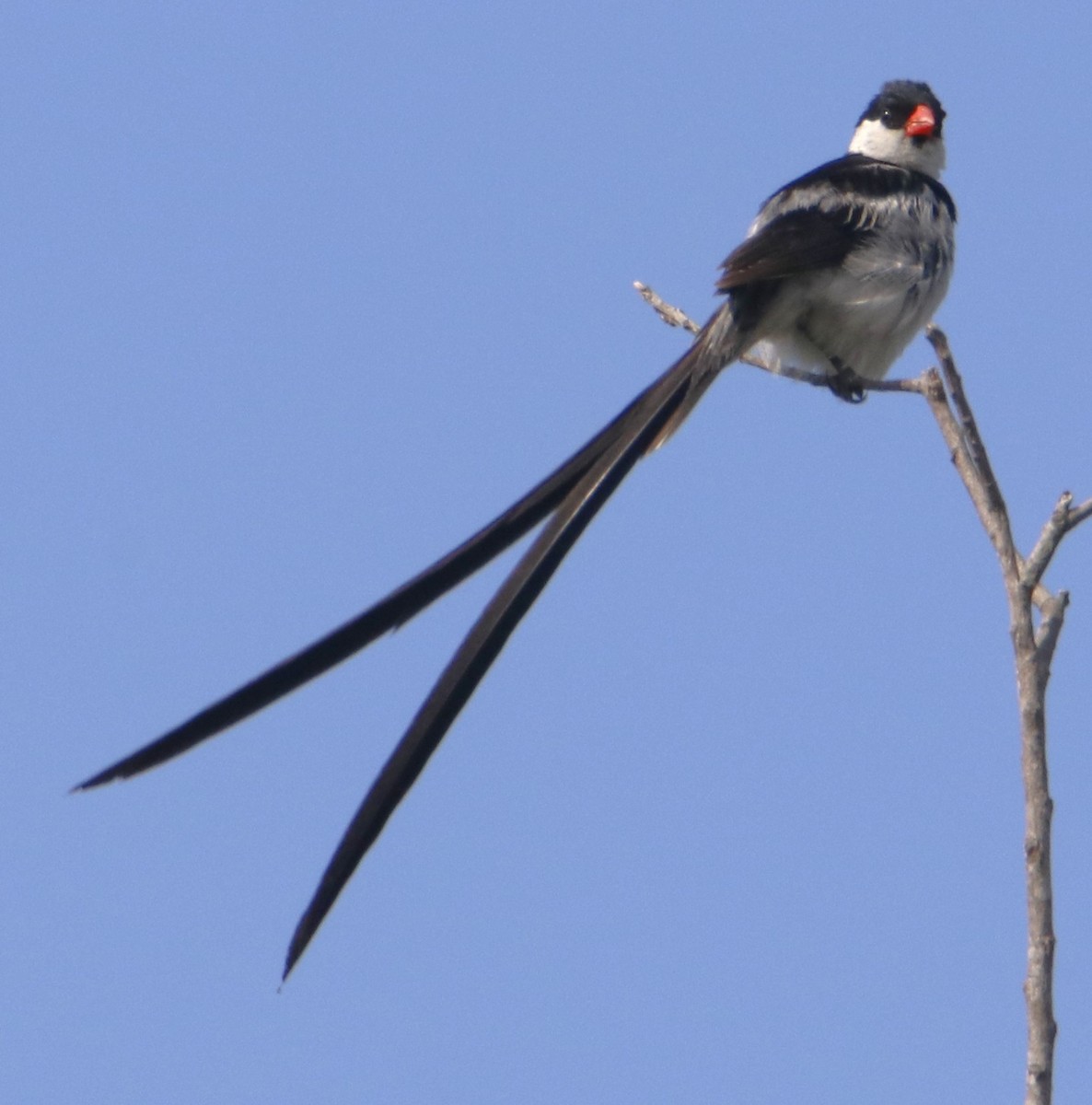 Pin-tailed Whydah - ML642439599