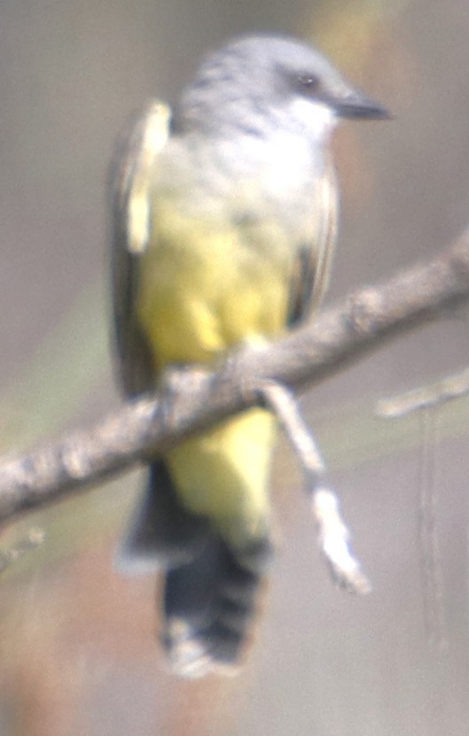 Cassin's Kingbird - ML642439600