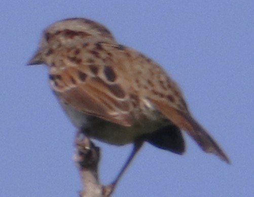 Pin-tailed Whydah - ML642439601