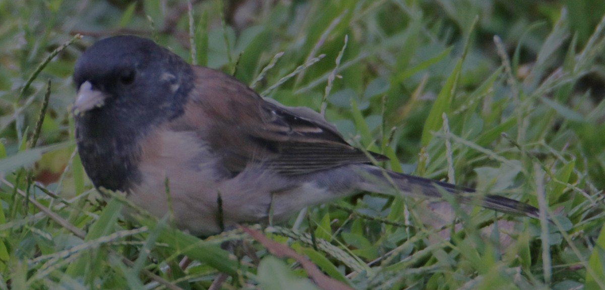 Dark-eyed Junco - ML642439603