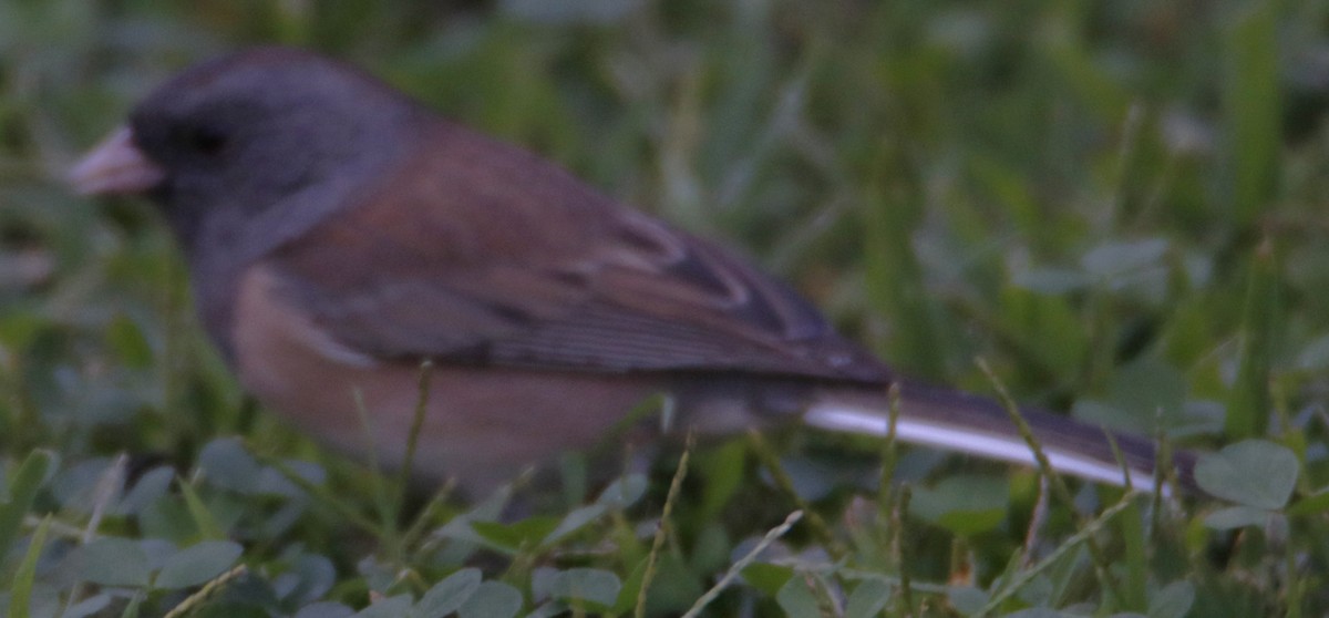 Pin-tailed Whydah - ML642439604