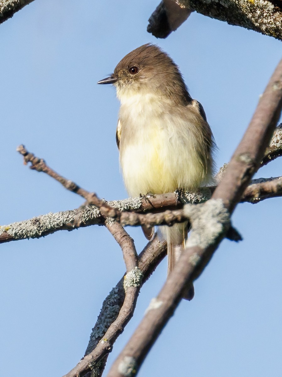 Eastern Phoebe - ML642439609