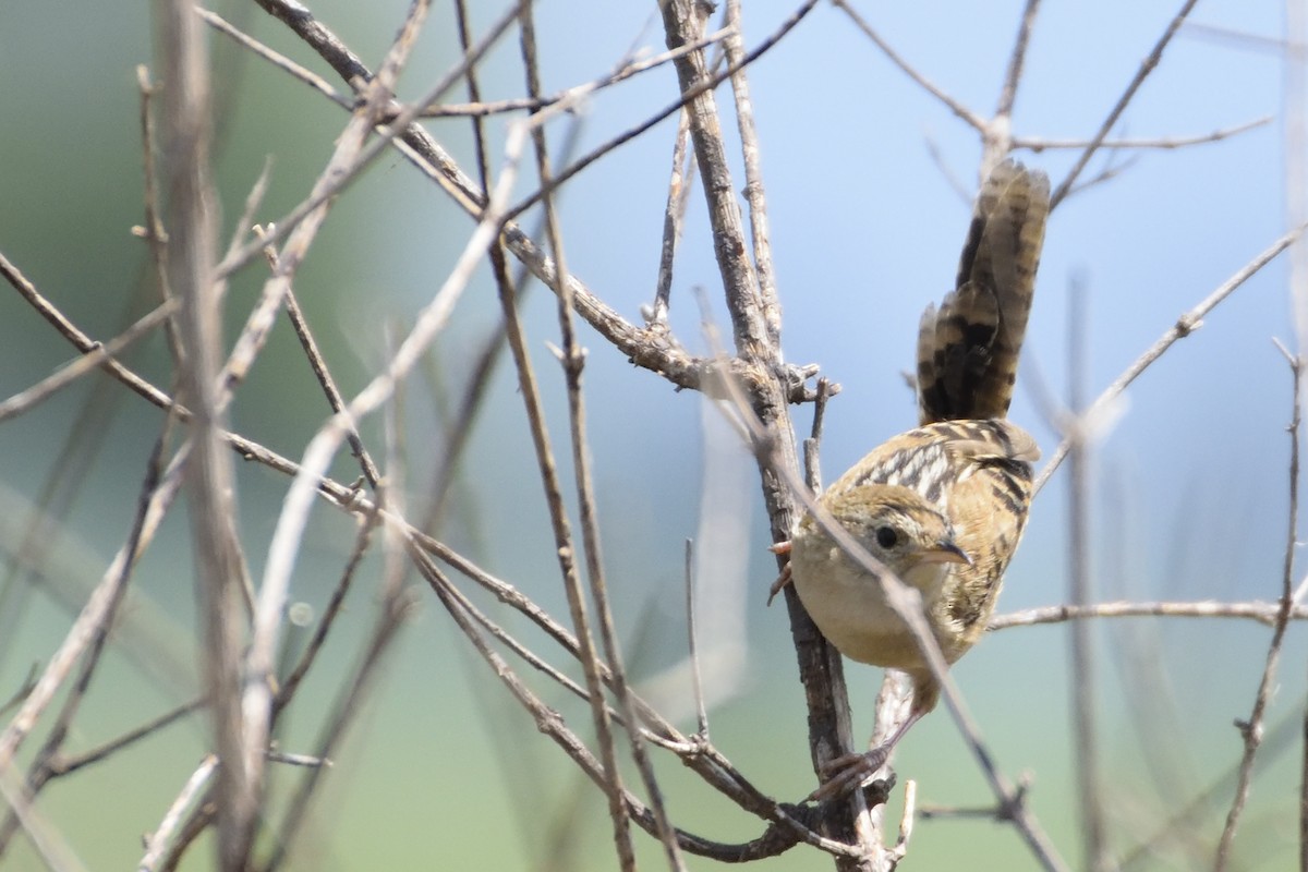 Grass Wren - ML64243961