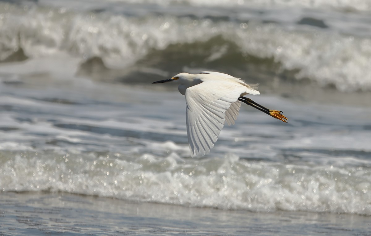 Snowy Egret - ML642439618