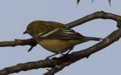 Bay-breasted Warbler - ML642439627