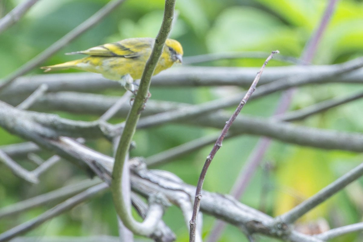 Yellow-crowned Canary - ML642439645