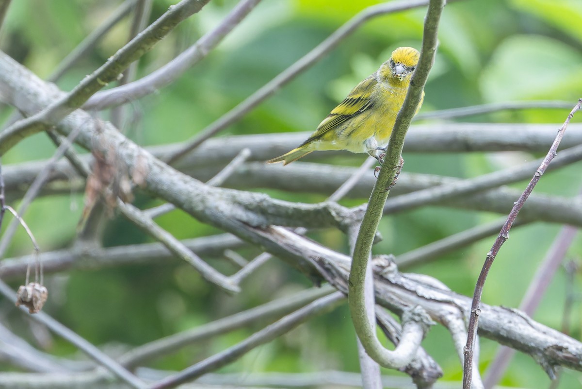 Yellow-crowned Canary - ML642439646