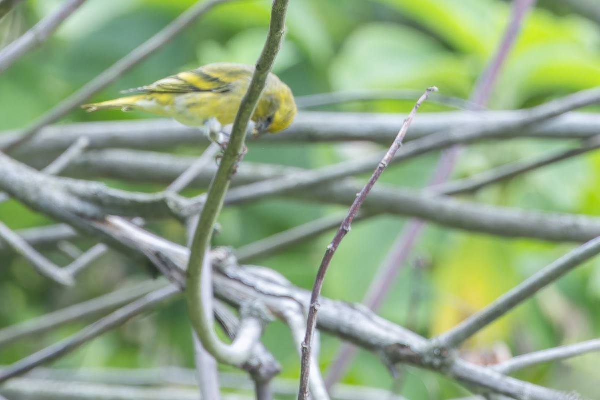 Yellow-crowned Canary - ML642439647