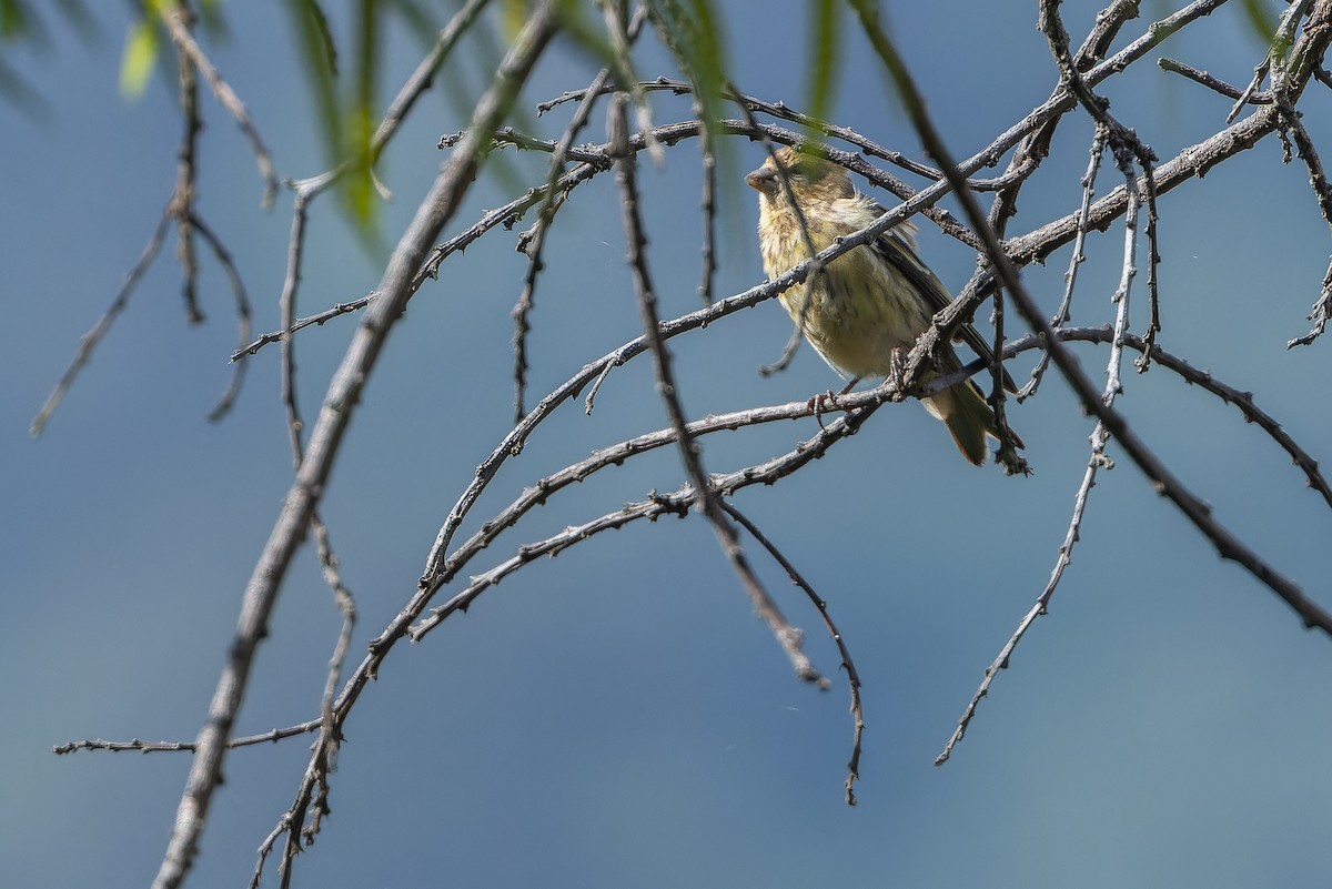 Yellow-crowned Canary - ML642439648