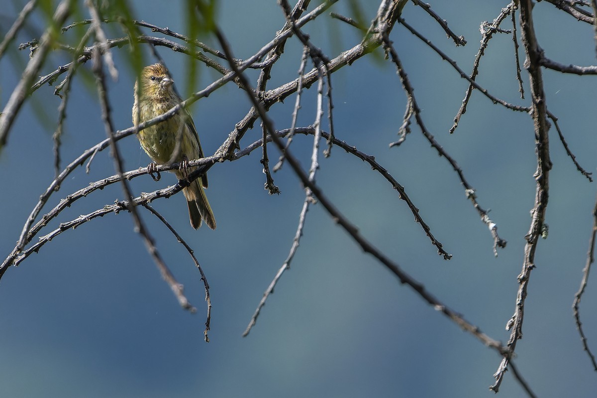 Yellow-crowned Canary - ML642439649