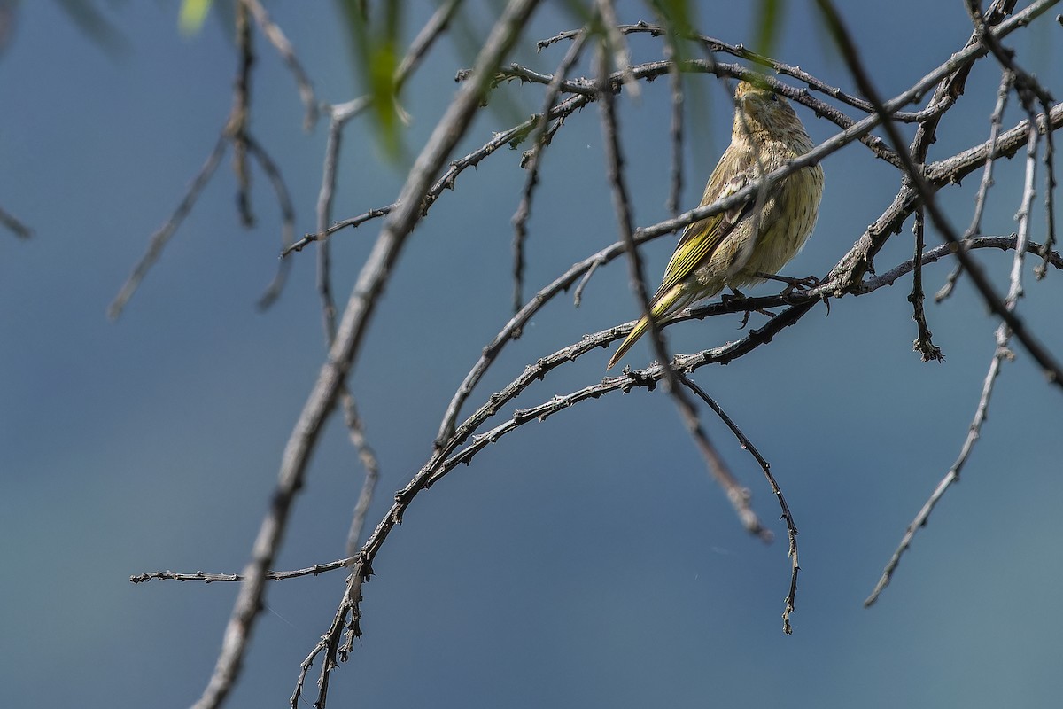 Yellow-crowned Canary - ML642439650