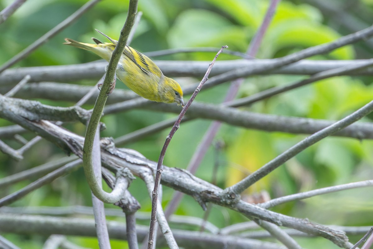 Yellow-crowned Canary - ML642439651