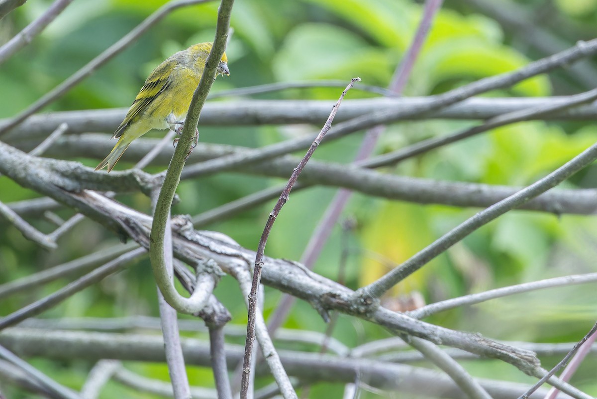 Yellow-crowned Canary - ML642439652