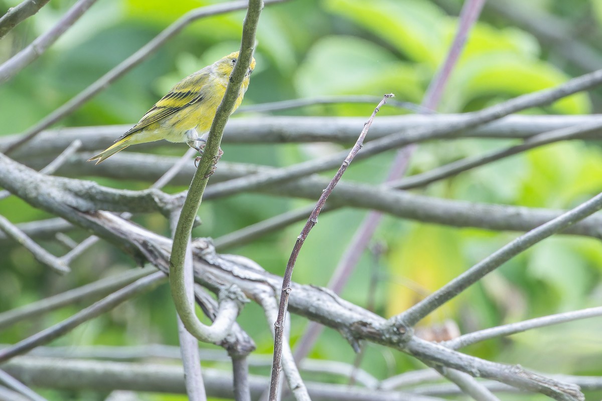 Yellow-crowned Canary - ML642439653