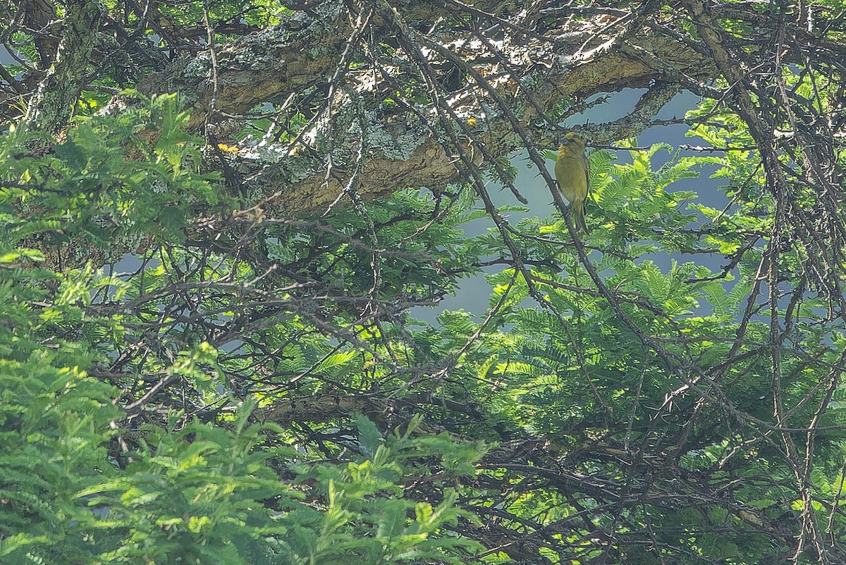 Yellow-crowned Canary - ML642439654